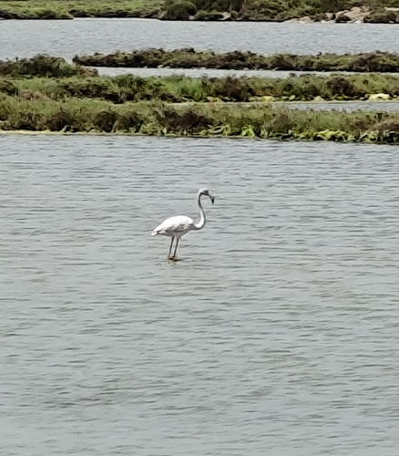 iNaturalist image
