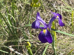 Iris tridentata, photograph (c) Judy Gallagher, some rights reserved (CC BY-SA)
