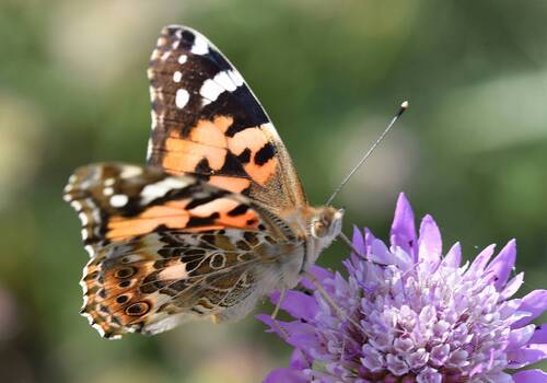 Painted Lady