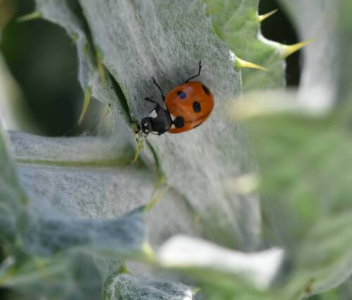 Seven-spotted Lady Beetle