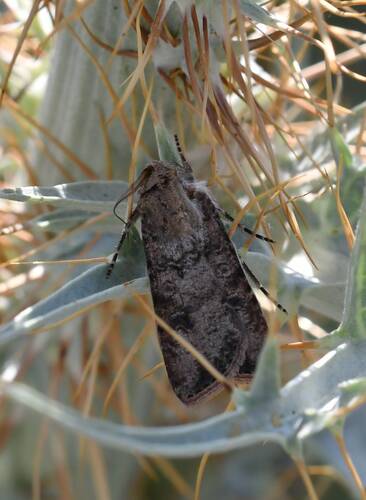Turnip Moth