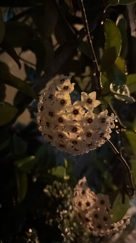 wax plant