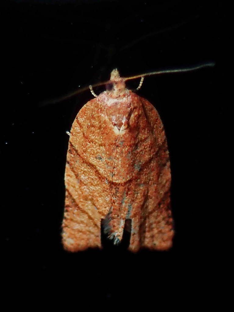 Clepsis exaraesima