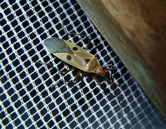 Dysdercus chiriquinus