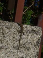 Podarcis guadarramae