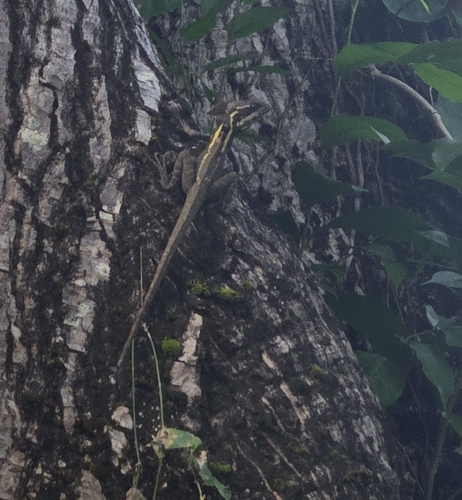 Brown Basilisk