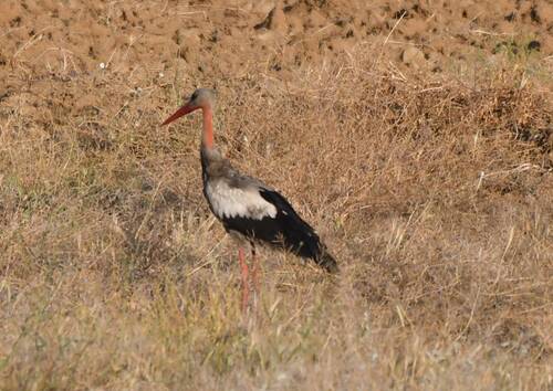 White Stork