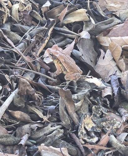 Central American Gulf Coast Toad
