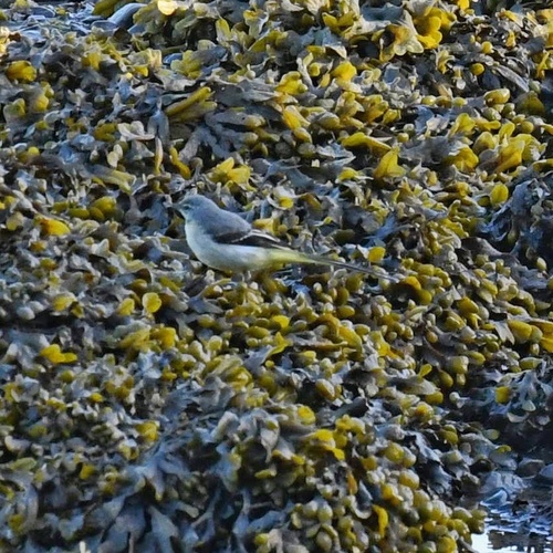 iNaturalist image