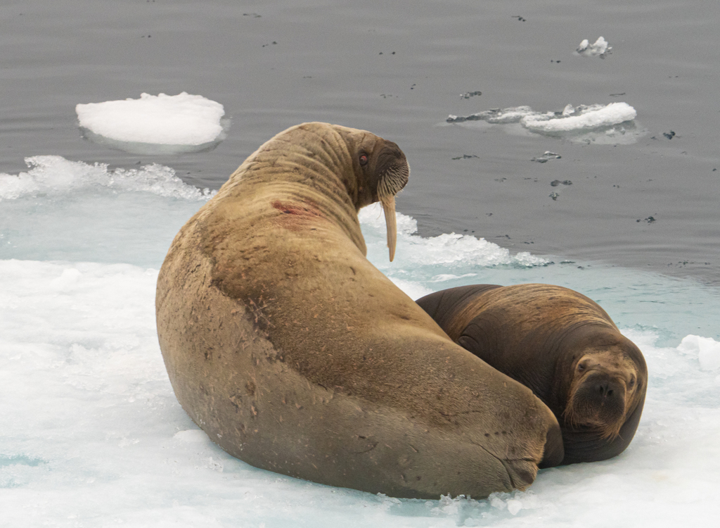 Two walruses resting together on sea ice, Svalbard