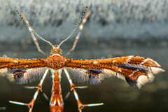Geina periscelidactylus