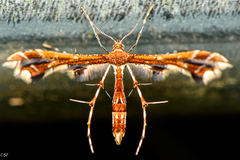 Geina periscelidactylus