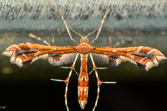 Geina periscelidactylus