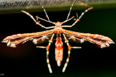 Geina periscelidactylus