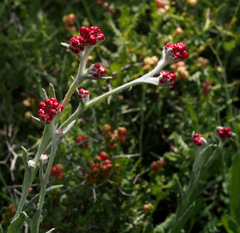 Helichrysum sanguineum