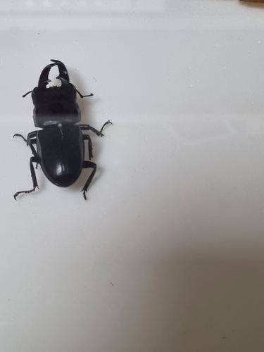 Titan Stag Beetle