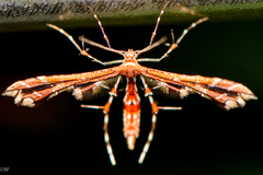 Geina periscelidactylus