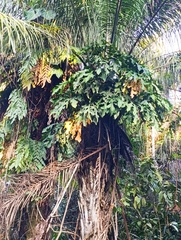 Hairy Anthurium (Anthurium clavigerum)
