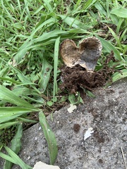 Fungi
