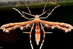 Geina periscelidactylus