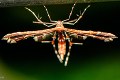 Geina periscelidactylus