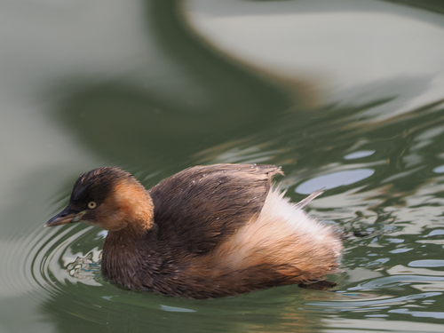 iNaturalist: (c) swangl, some rights reserved (CC BY-NC) iNaturalist image