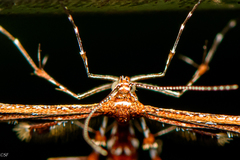 Geina periscelidactylus