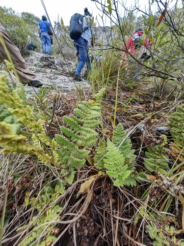 Anemia tomentosa, photograph 6