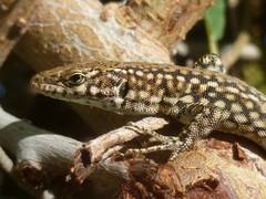 Podarcis guadarramae