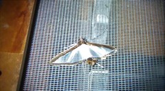 Diaphania superalis