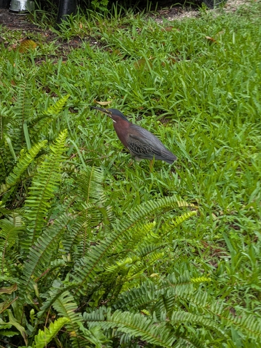 Green Heron