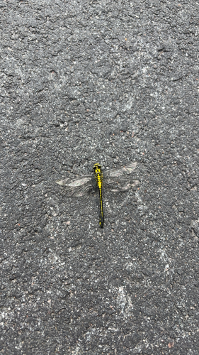 Common Clubtail