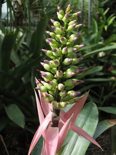 Aechmea castelnavii