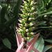 Aechmea castelnavii - Photo (c) Deutsch:, some rights reserved (CC BY-SA)