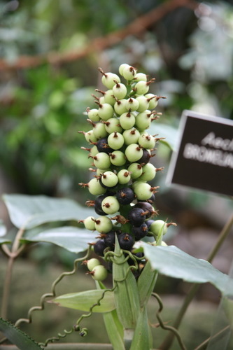 Aechmea castelnavii