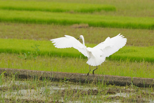 iNaturalist image