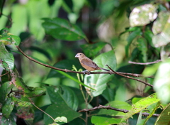 Sporophila angolensis