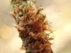Erythricium aurantiacum