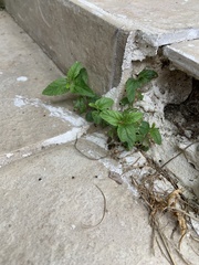 Magnoliopsida