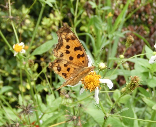 Asian Comma