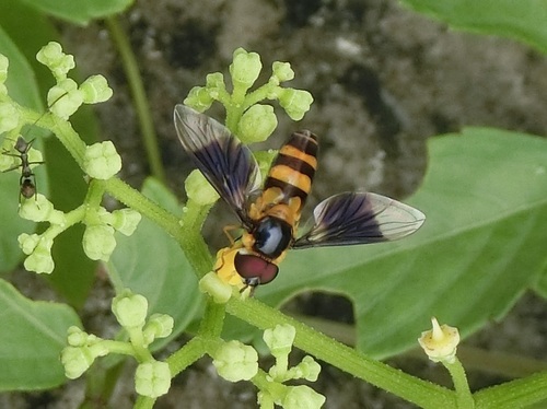 Dideopsis aegrota