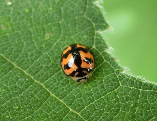 Six-spotted Zigzag Ladybird
