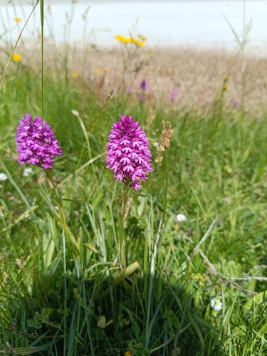pyramidal orchid