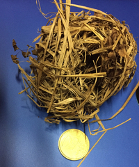 Muscardinus avellanarius