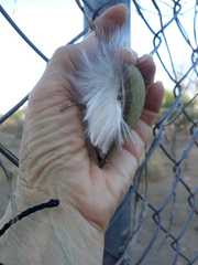 Adenocalymma inundatum