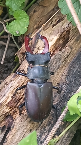 European Stag Beetle