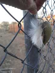 Adenocalymma inundatum