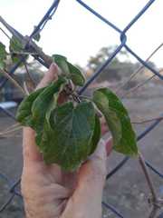 Adenocalymma inundatum