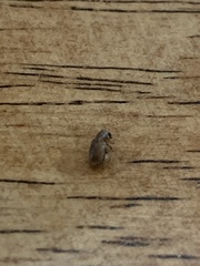 Ophraella communa