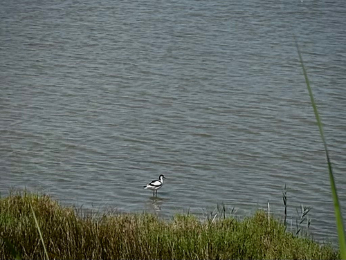 iNaturalist image